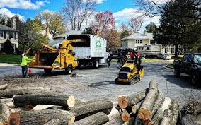 Best Tree Removal  in Tulsa, OK