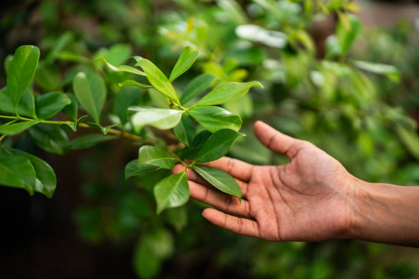 Best Tree and Shrub Care  in Tulsa, OK